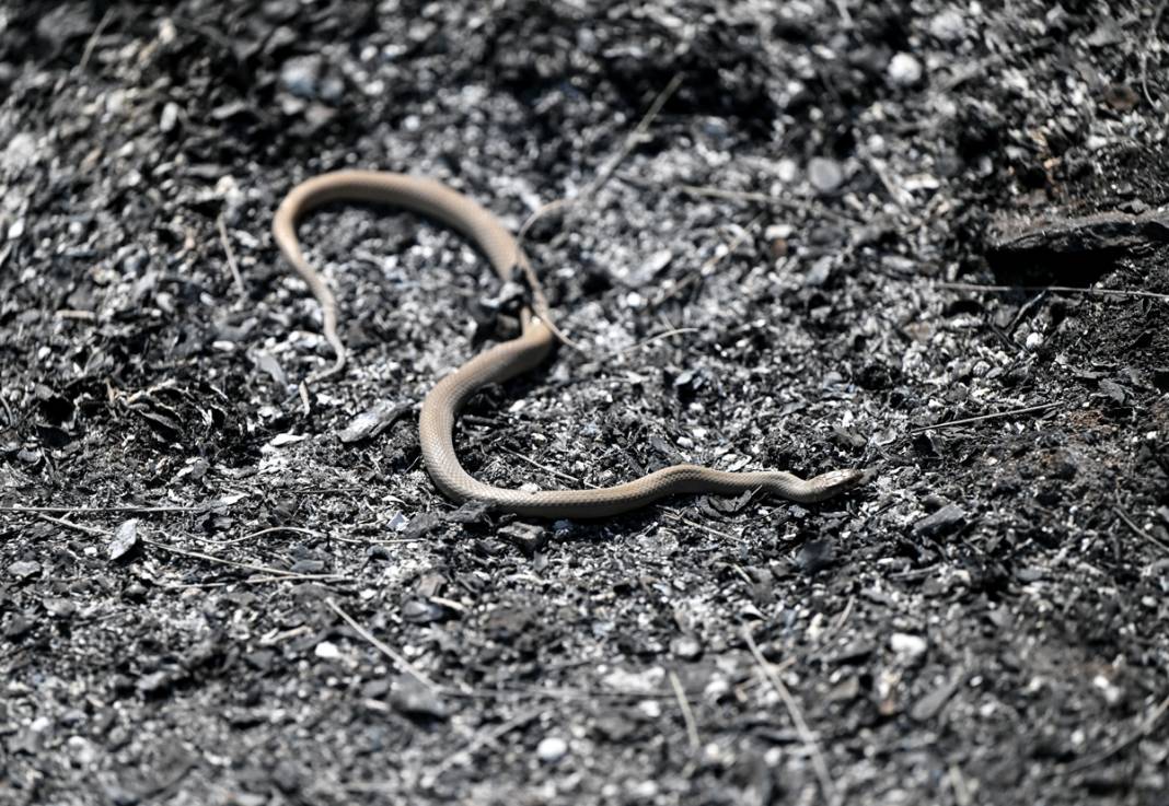 Kınık'taki görüntüler yürekleri burktu: Yangının bilançosu ortaya çıktı 4