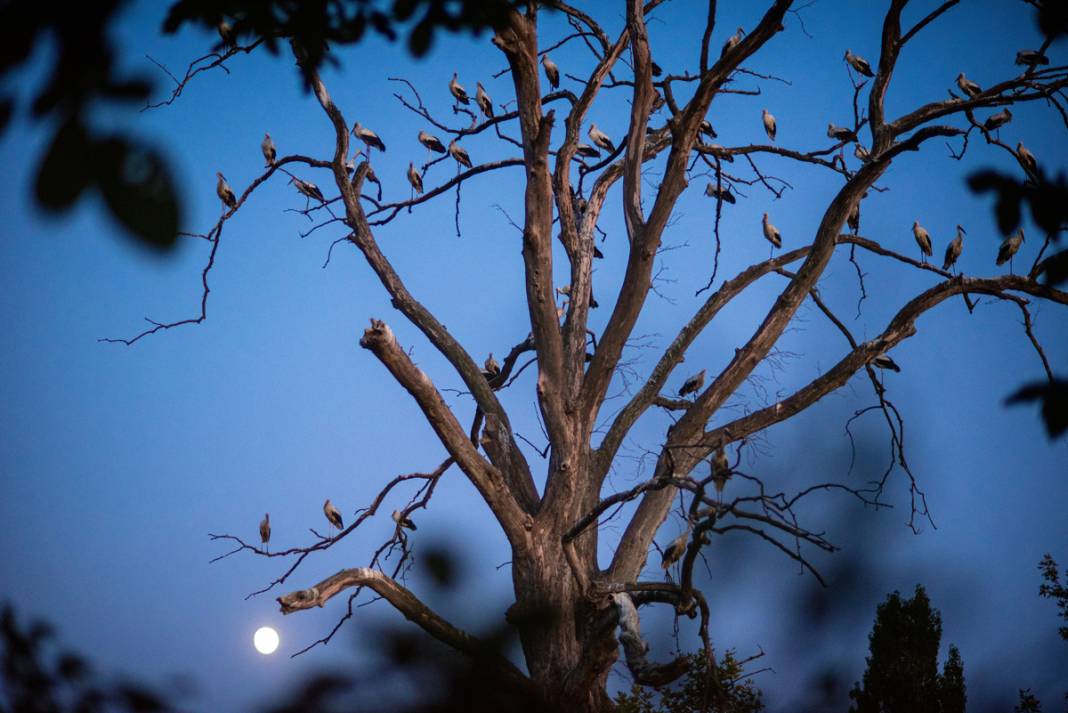 'Aylak leylekler' Bursa'da 6