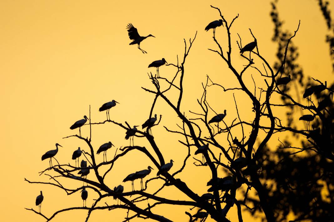 'Aylak leylekler' Bursa'da 7