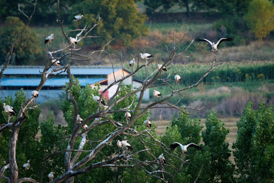 'Aylak leylekler' Bursa'da 1