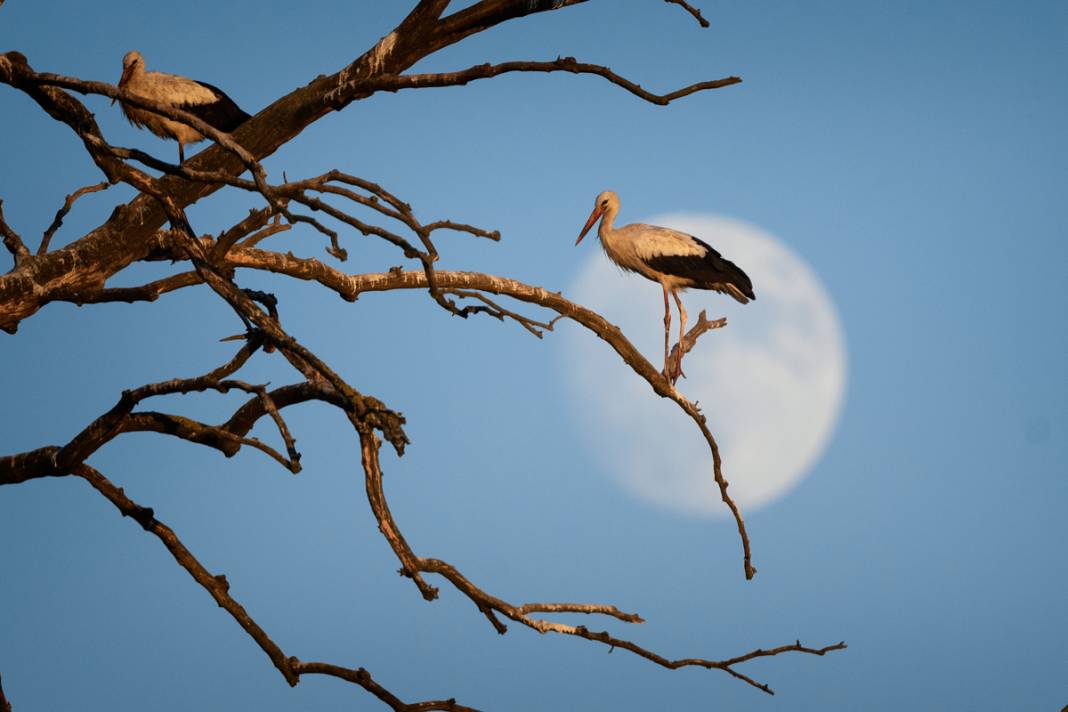 'Aylak leylekler' Bursa'da 5