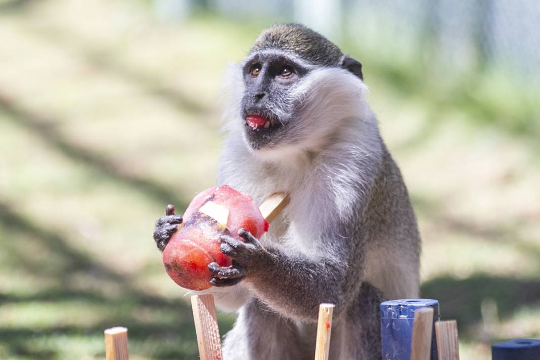 Sıcaktan bunalan hayvanlara serinleten kokteyl 5