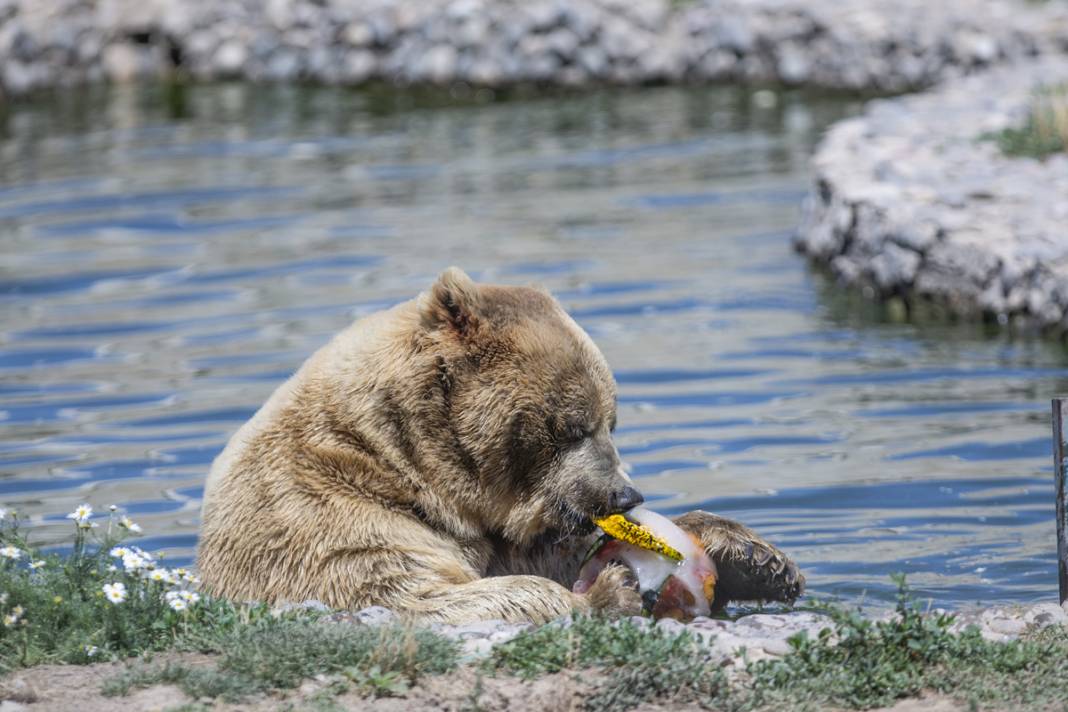 Sıcaktan bunalan hayvanlara serinleten kokteyl 4