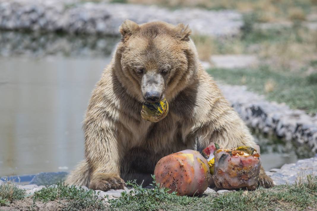 Sıcaktan bunalan hayvanlara serinleten kokteyl 1