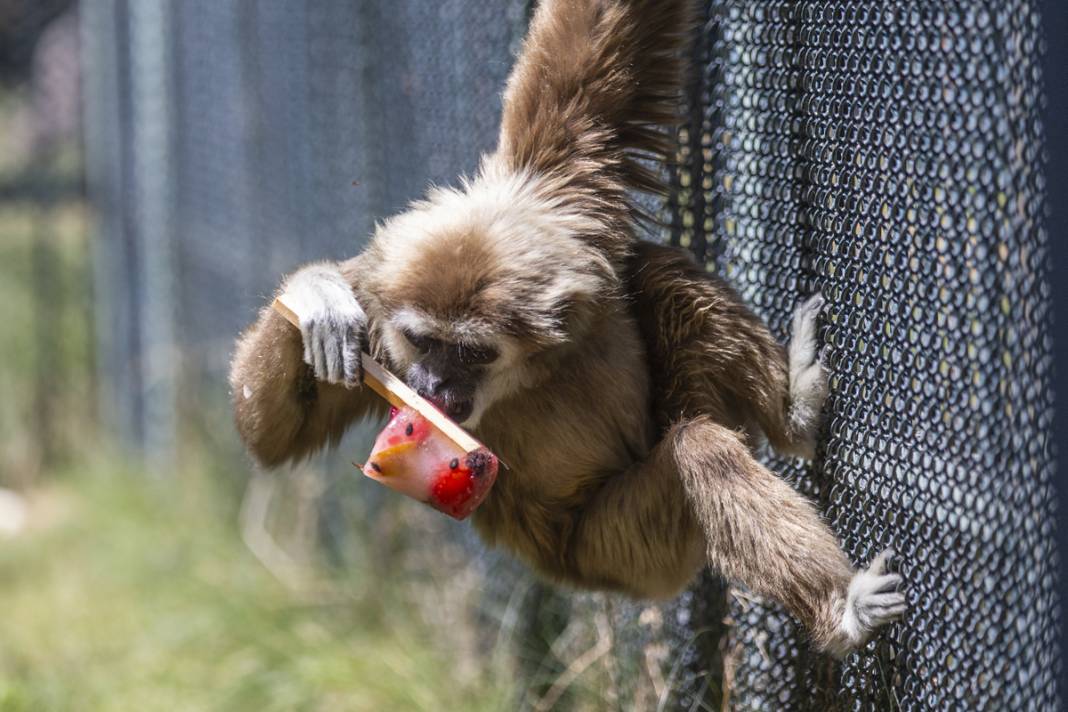 Sıcaktan bunalan hayvanlara serinleten kokteyl 2