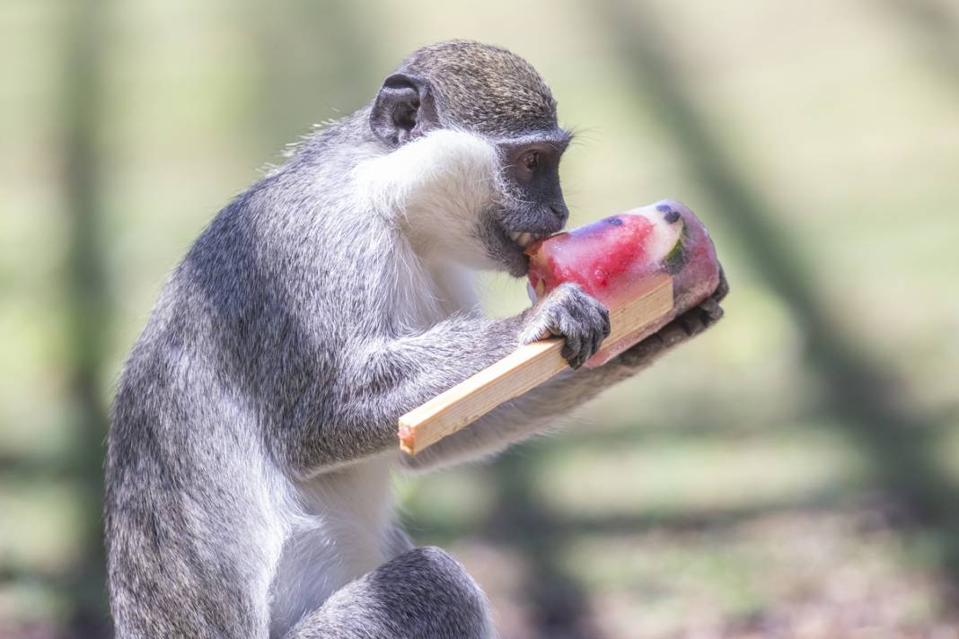 Sıcaktan bunalan hayvanlara serinleten kokteyl 3