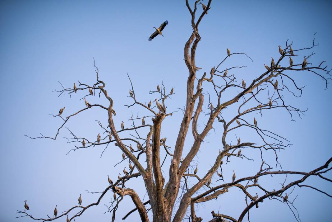 'Aylak leylekler' Bursa'da 3
