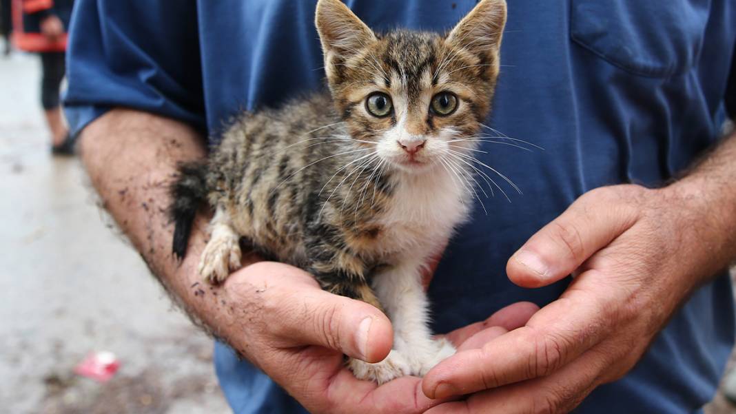 'Kırmızı kod' uyarısı yapılmıştı: Dereler taştı, yollar göle döndü, evleri su bastı! 22