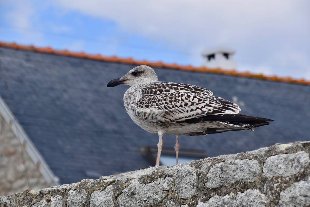 Karadeniz’i saran canavar! Kuş, kedi, fare bırakmadı, istila büyüdü 9