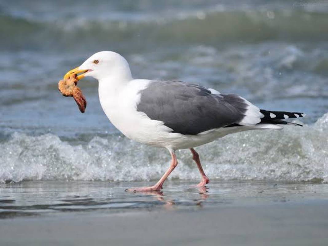 Karadeniz’i saran canavar! Kuş, kedi, fare bırakmadı, istila büyüdü 11