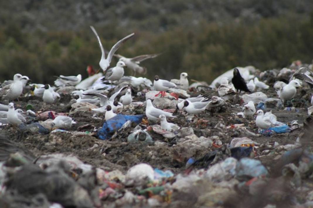Karadeniz’i saran canavar! Kuş, kedi, fare bırakmadı, istila büyüdü 6