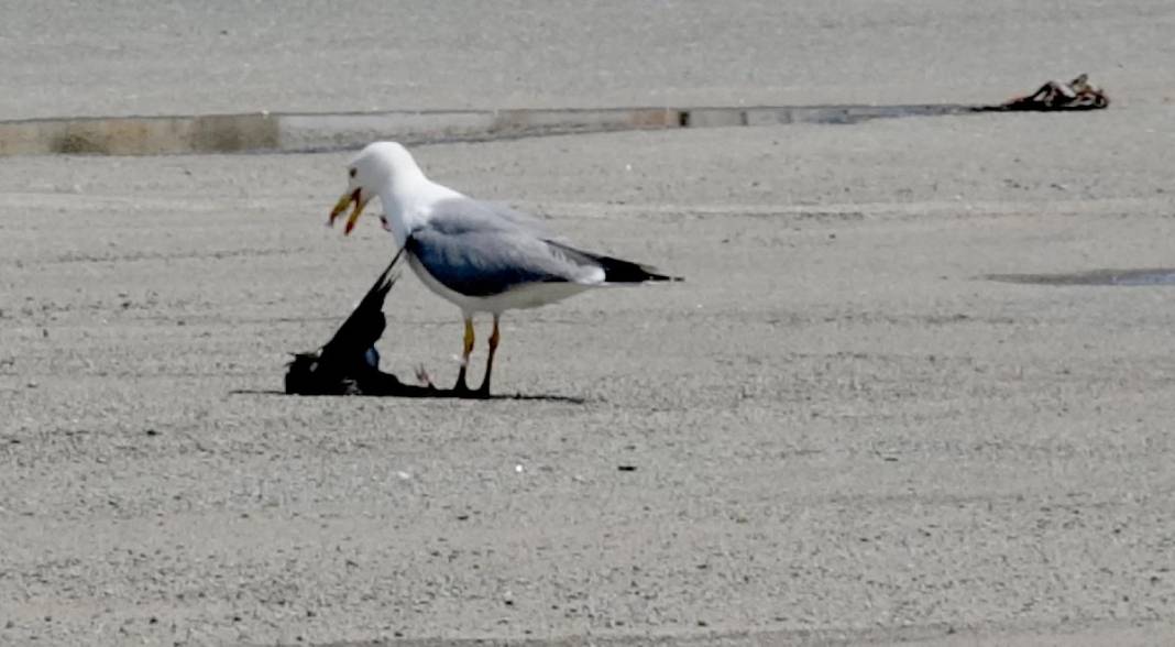 Karadeniz’i saran canavar! Kuş, kedi, fare bırakmadı, istila büyüdü 8