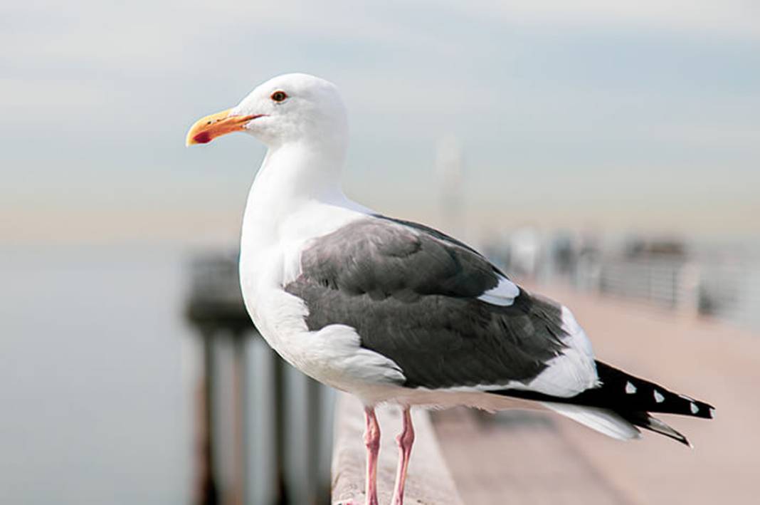 Karadeniz’i saran canavar! Kuş, kedi, fare bırakmadı, istila büyüdü 1
