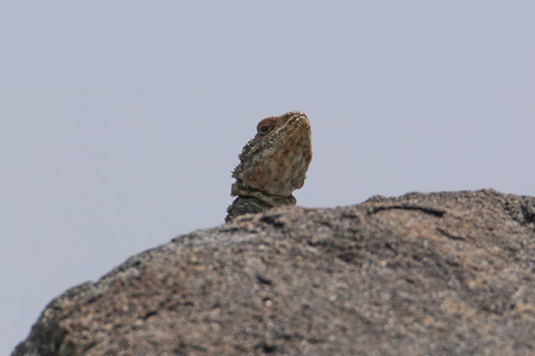 Burası Hoia Baciu Ormanı değil Ağrı! Dağdaki vahşileri görünce titreyeceksiniz… 9