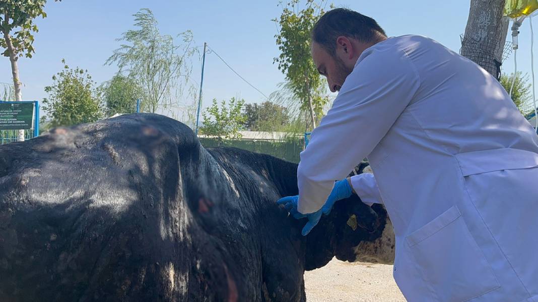 Yangında yaralanan boğa, Emekli Hayvan Çiftliği'nde 7