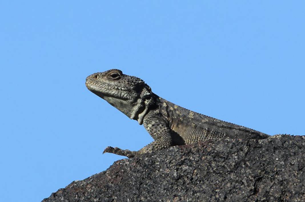 Burası Hoia Baciu Ormanı değil Ağrı! Dağdaki vahşileri görünce titreyeceksiniz… 4