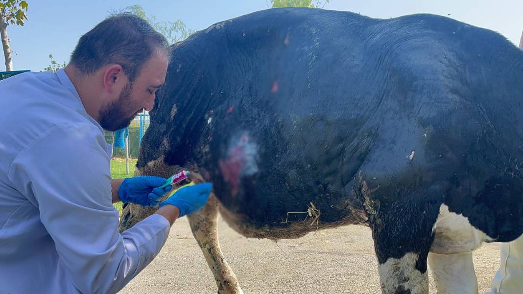 Yangında yaralanan boğa, Emekli Hayvan Çiftliği'nde 6