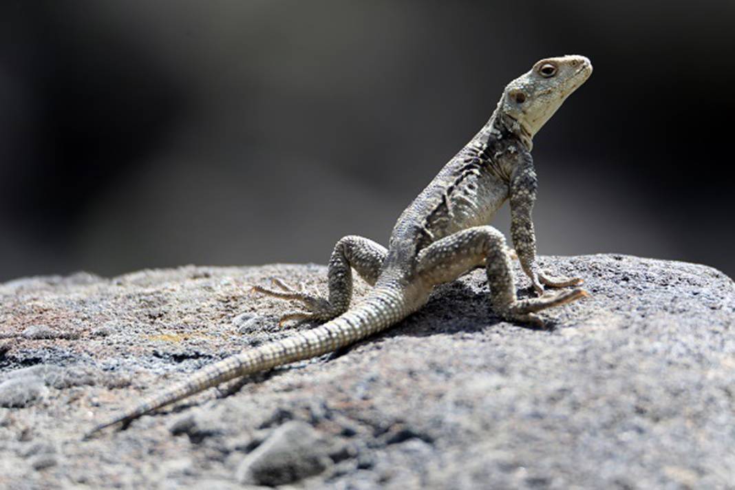 Burası Hoia Baciu Ormanı değil Ağrı! Dağdaki vahşileri görünce titreyeceksiniz… 8