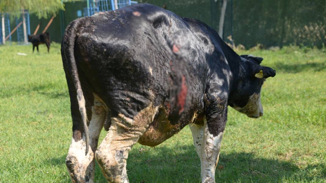 Yangında yaralanan boğa, Emekli Hayvan Çiftliği'nde 4