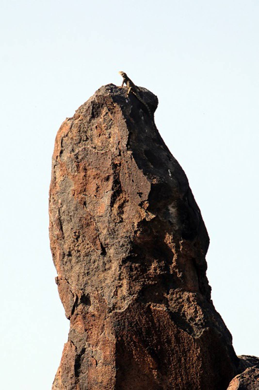 Burası Hoia Baciu Ormanı değil Ağrı! Dağdaki vahşileri görünce titreyeceksiniz… 10