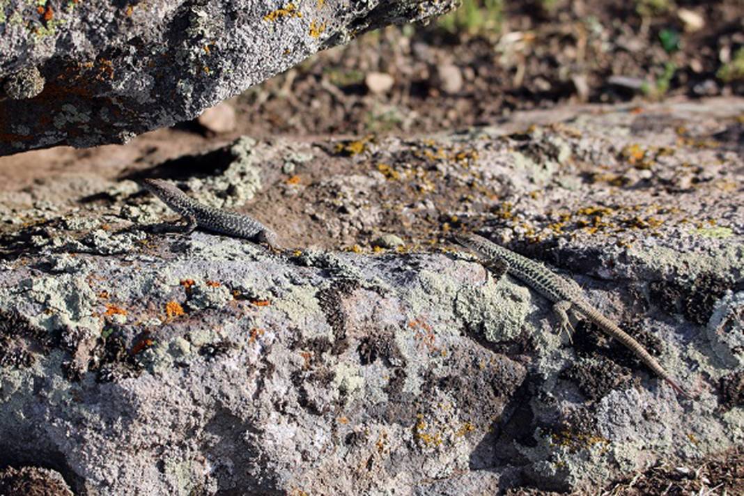 Burası Hoia Baciu Ormanı değil Ağrı! Dağdaki vahşileri görünce titreyeceksiniz… 6