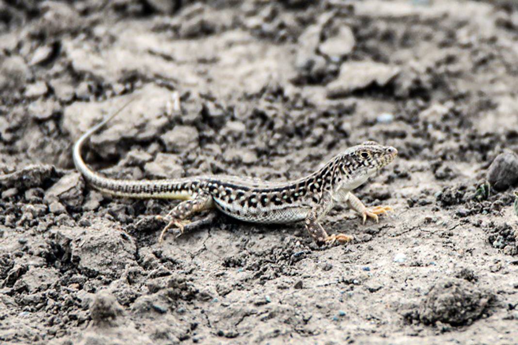 Burası Hoia Baciu Ormanı değil Ağrı! Dağdaki vahşileri görünce titreyeceksiniz… 7