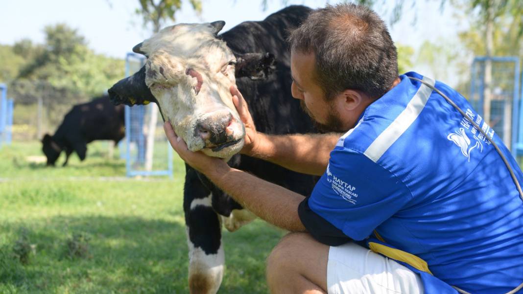 Yangında yaralanan boğa, Emekli Hayvan Çiftliği'nde 5