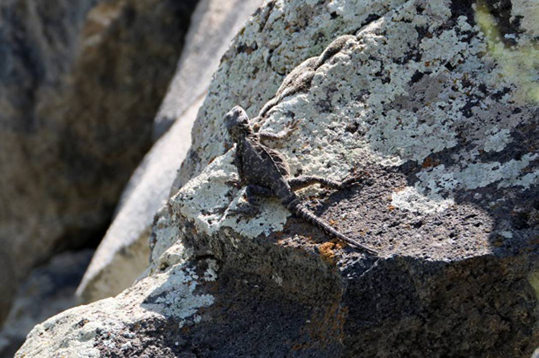 Burası Hoia Baciu Ormanı değil Ağrı! Dağdaki vahşileri görünce titreyeceksiniz… 5