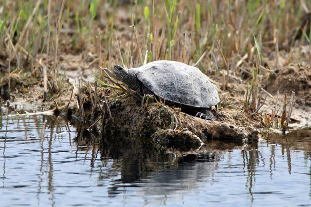 Burası Hoia Baciu Ormanı değil Ağrı! Dağdaki vahşileri görünce titreyeceksiniz… 1