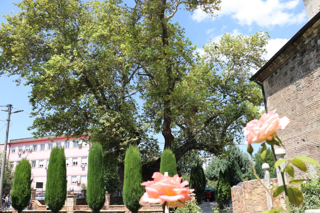 Üsküp’ü fetheden komutanın torunu dikti... Kuzey Makedonya’daki cami avlusunda 550 yıldır ayakta 2