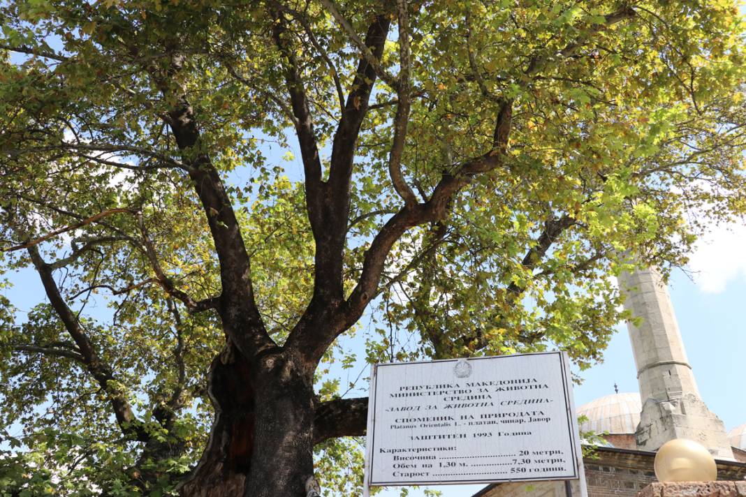 Üsküp’ü fetheden komutanın torunu dikti... Kuzey Makedonya’daki cami avlusunda 550 yıldır ayakta 1