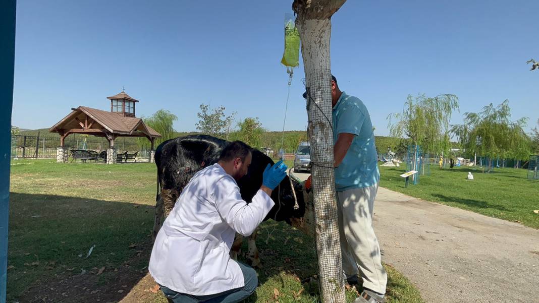Yangında yaralanan boğa, Emekli Hayvan Çiftliği'nde 2