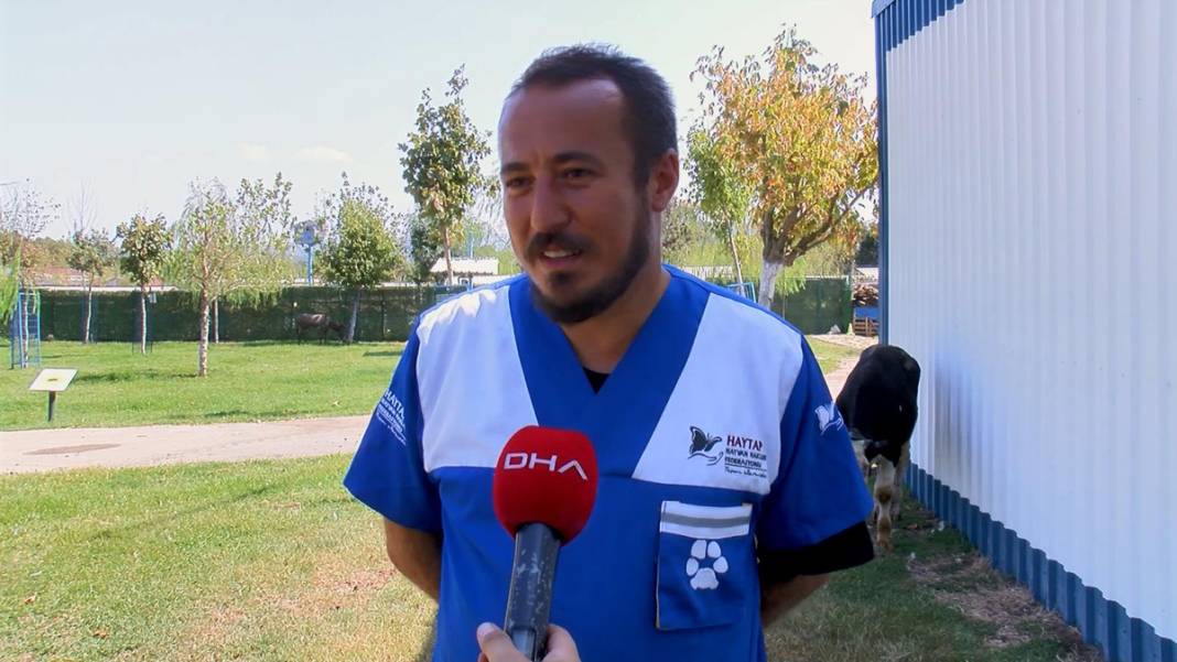 Yangında yaralanan boğa, Emekli Hayvan Çiftliği'nde 3