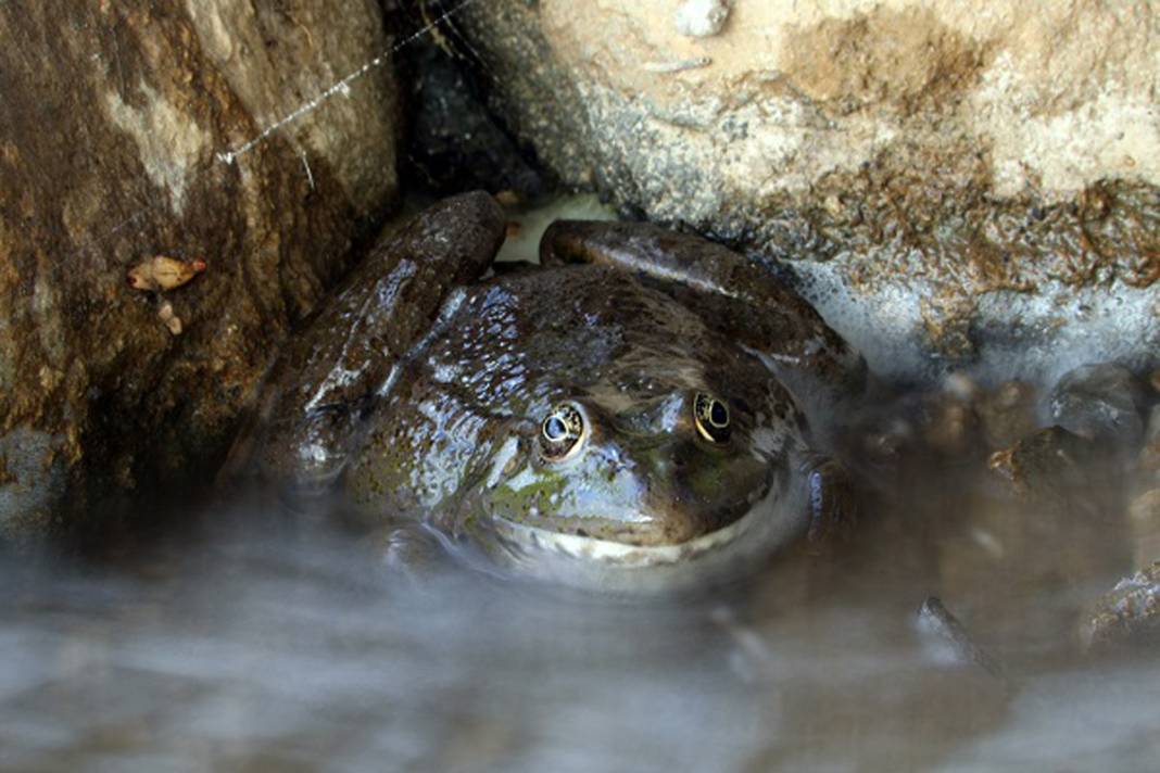Burası Hoia Baciu Ormanı değil Ağrı! Dağdaki vahşileri görünce titreyeceksiniz… 3