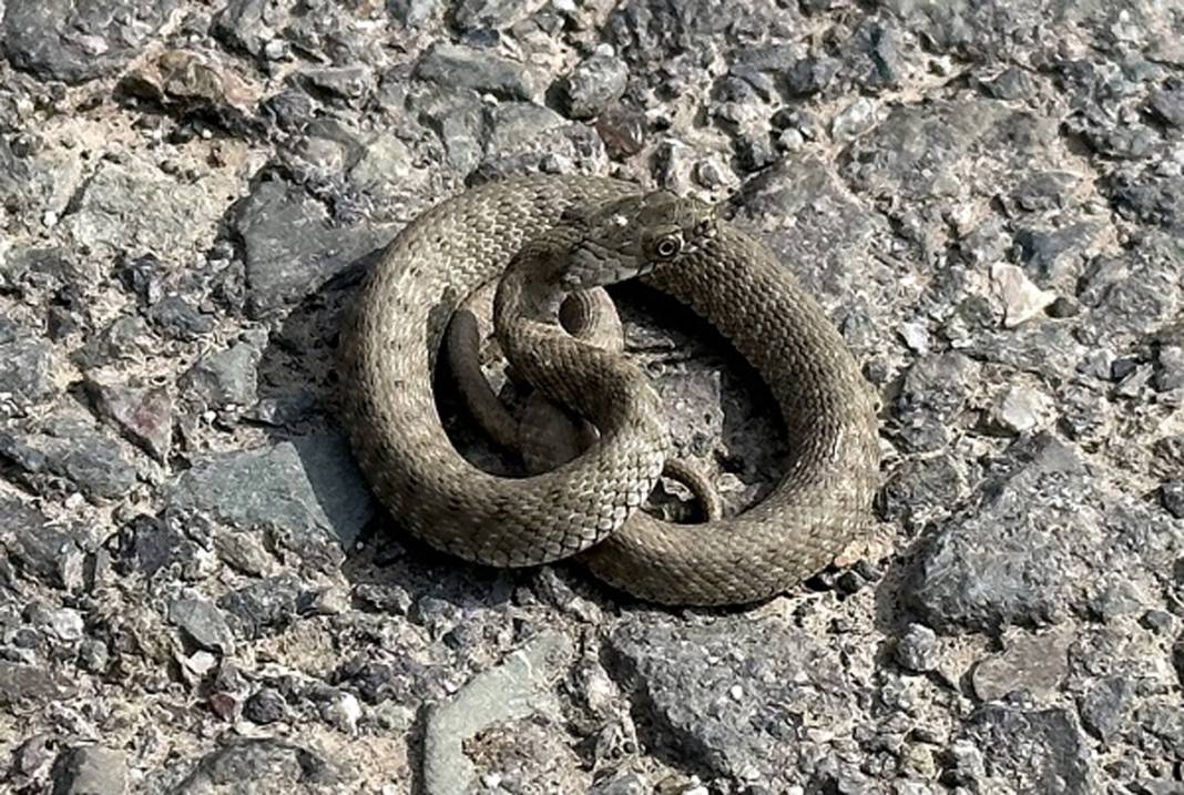 Burası Hoia Baciu Ormanı değil Ağrı! Dağdaki vahşileri görünce titreyeceksiniz… 2