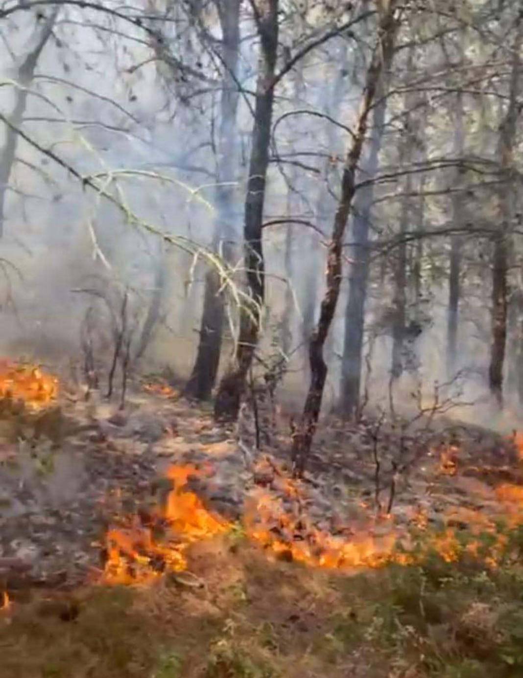 Türkiye Çanakkale'ye ağlarken 5 şehir daha alevlere teslim oldu! 7