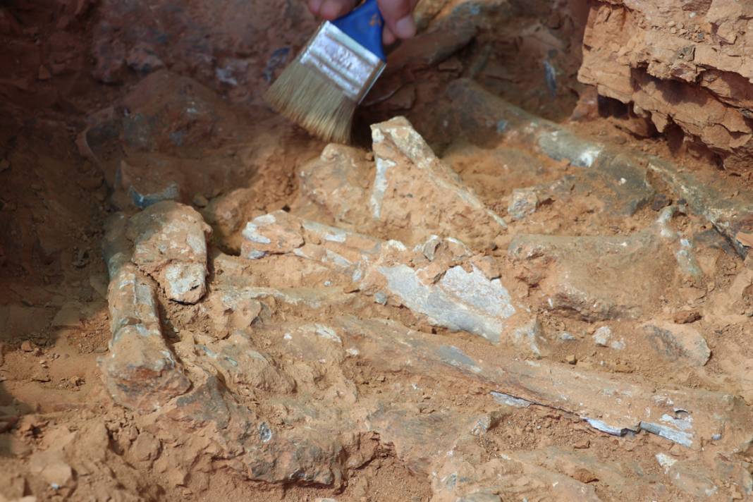 Tarihe ışık tutan keşif! Bu fosiller tam 9 milyon yıllık 11