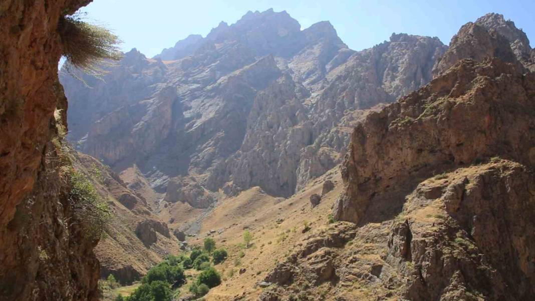 Fiyatı altınla yarışıyor! 11 yıl önce dağda keşfetti 6