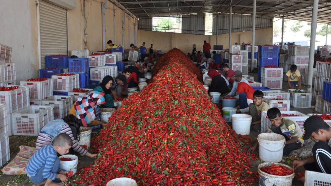 Gaziantep'te işçiler, ekmeğini acıdan kazanıyor 2