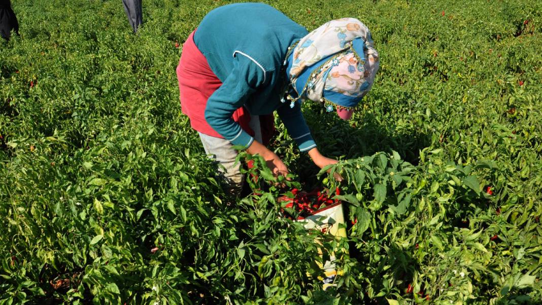 Gaziantep'te işçiler, ekmeğini acıdan kazanıyor 6