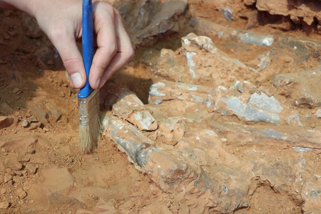 Tarihe ışık tutan keşif! Bu fosiller tam 9 milyon yıllık 3