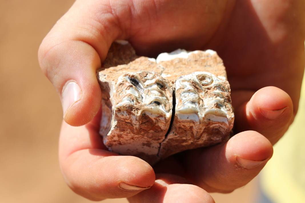 Tarihe ışık tutan keşif! Bu fosiller tam 9 milyon yıllık 4