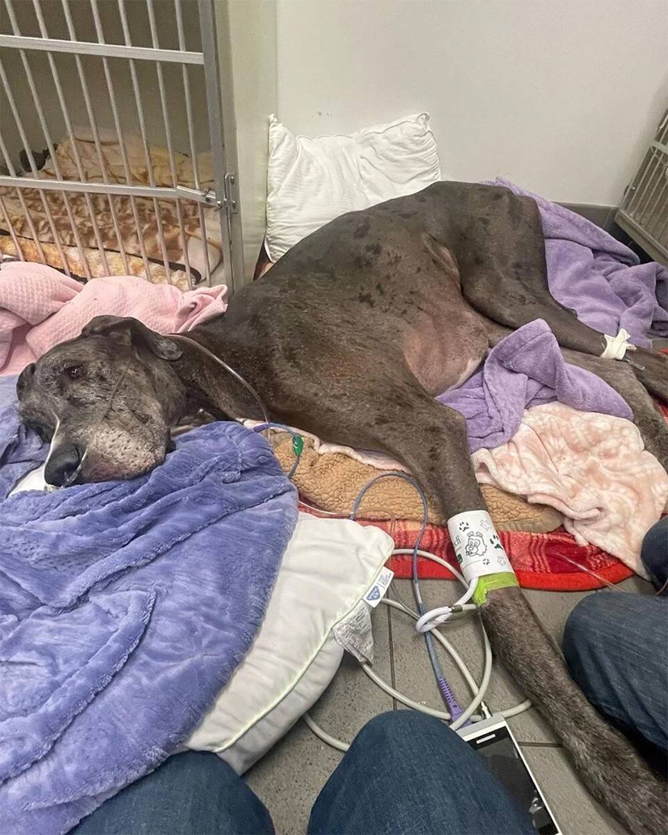 Dünyanın en uzun köpeği Zeus kansere yenildi 7