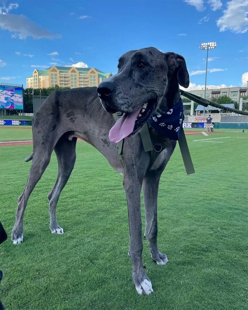 Dünyanın en uzun köpeği Zeus kansere yenildi 6