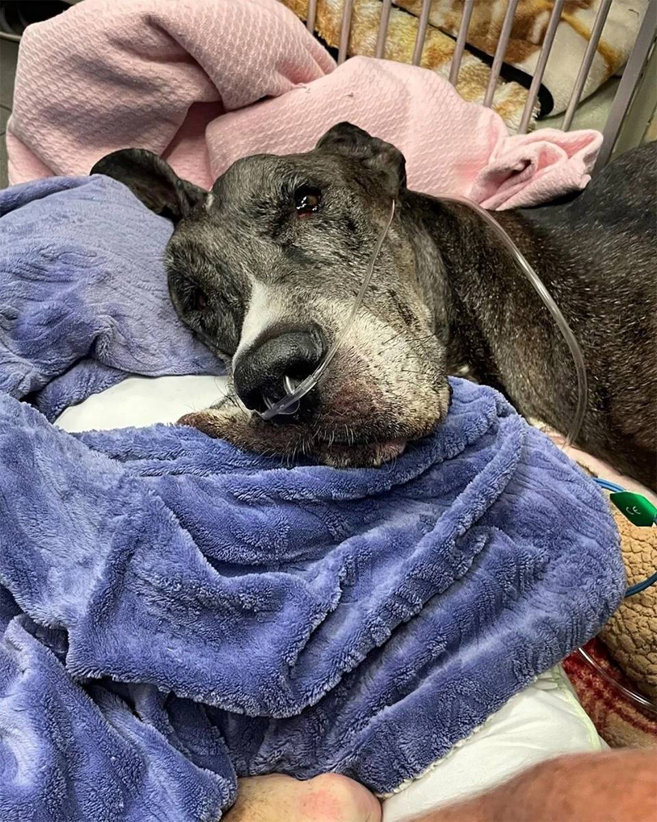 Dünyanın en uzun köpeği Zeus kansere yenildi 3