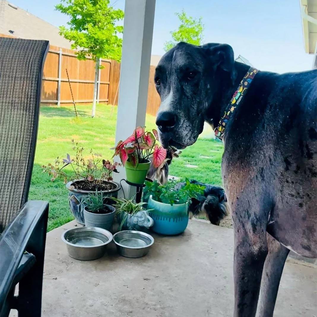 Dünyanın en uzun köpeği Zeus kansere yenildi 2