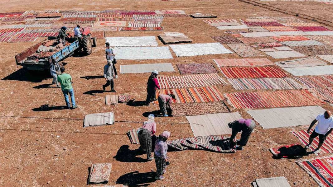 Değerleri milyonlarca lirayı buluyor: Halı tarlasında hasat başladı 1