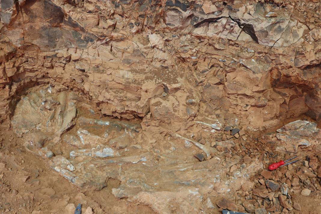 Tarihe ışık tutan keşif! Bu fosiller tam 9 milyon yıllık 10