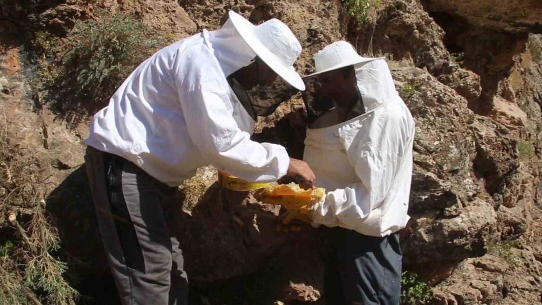 Fiyatı altınla yarışıyor! 11 yıl önce dağda keşfetti 4