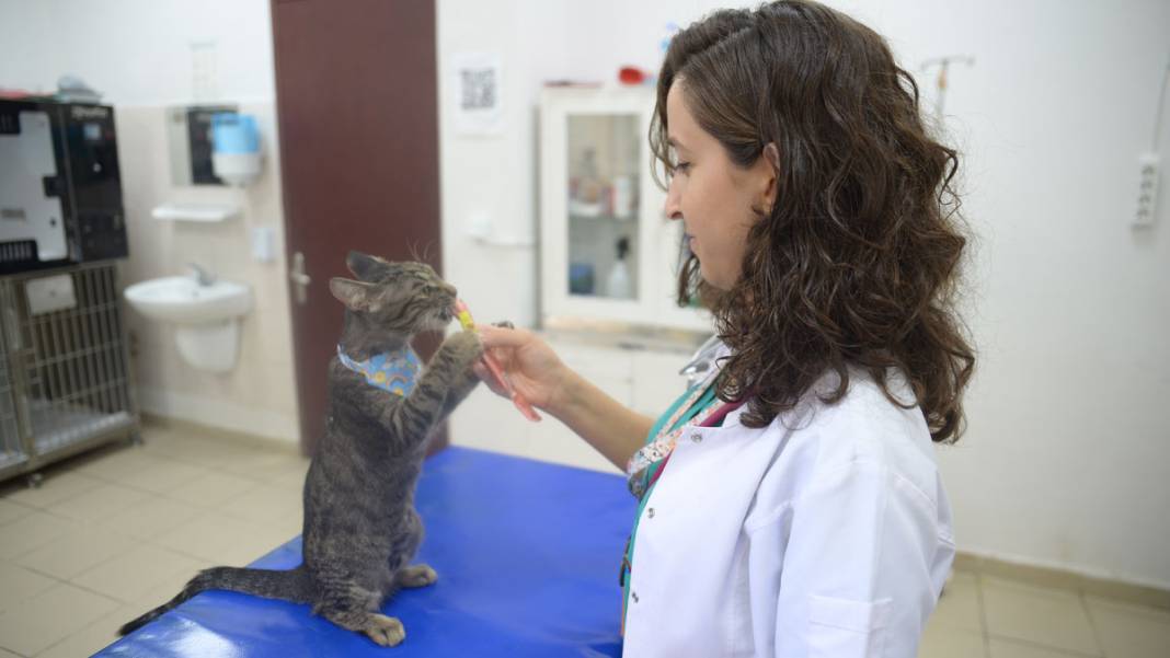 'Ali Cabbar', taburcu edilmek için yuva bekliyor 4